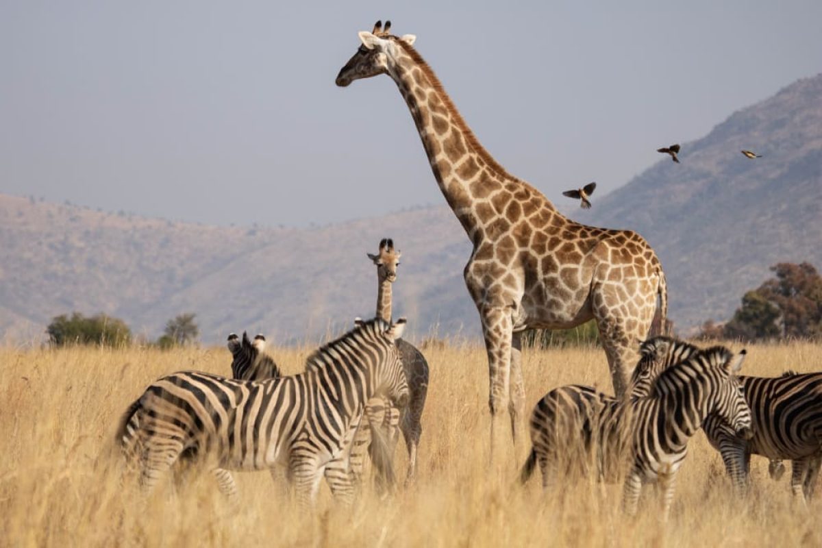 A,South,African,Giraffe,Cow,With,Her,Young,Calf,In