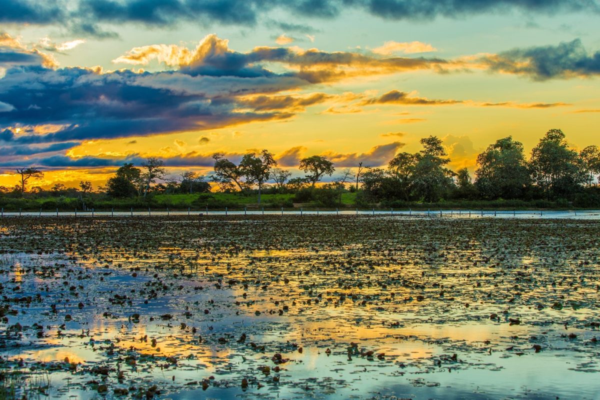 Colorful,Sunset,In,Pantanal,,Brazil